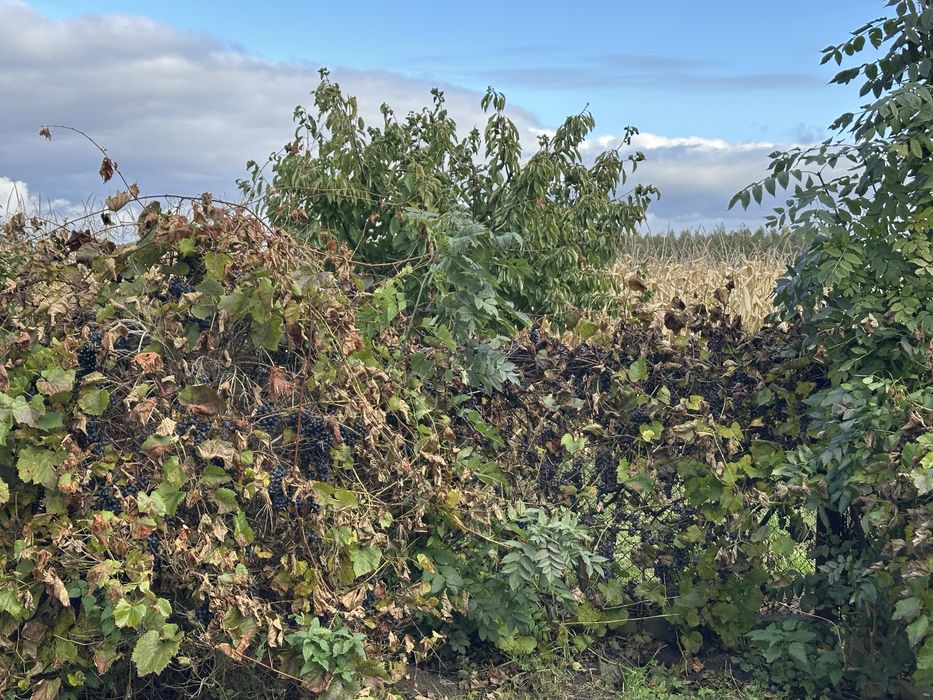 Winogron do zerwania 300l