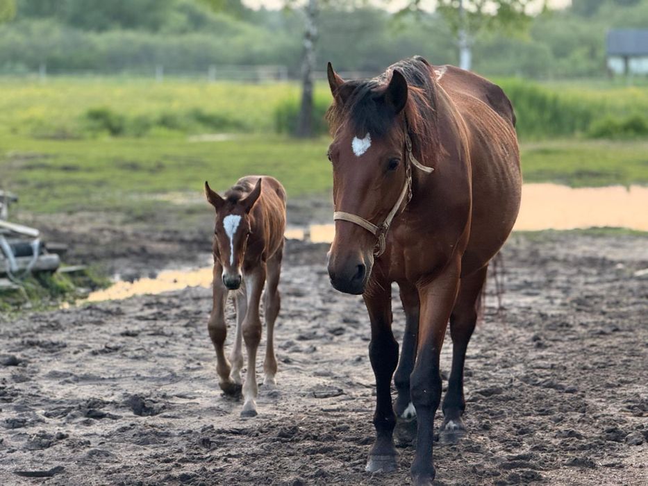 Klacz śląska Elita po licencjonowanych rodzicach odsadek