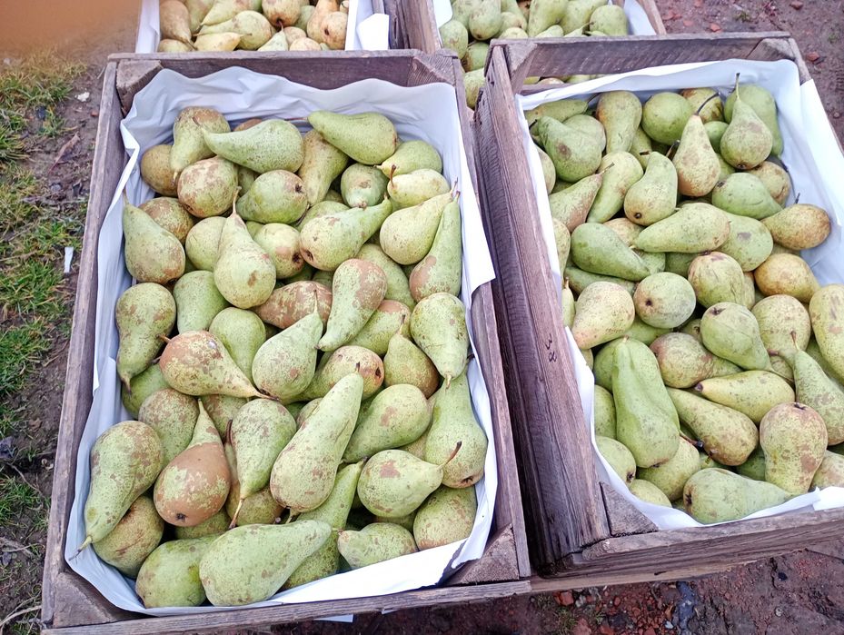 Gruszki, Jabłka, różne odmiany