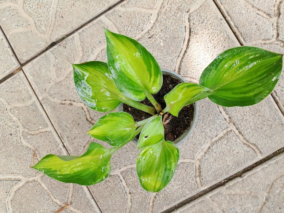 Продам набор растений для тени