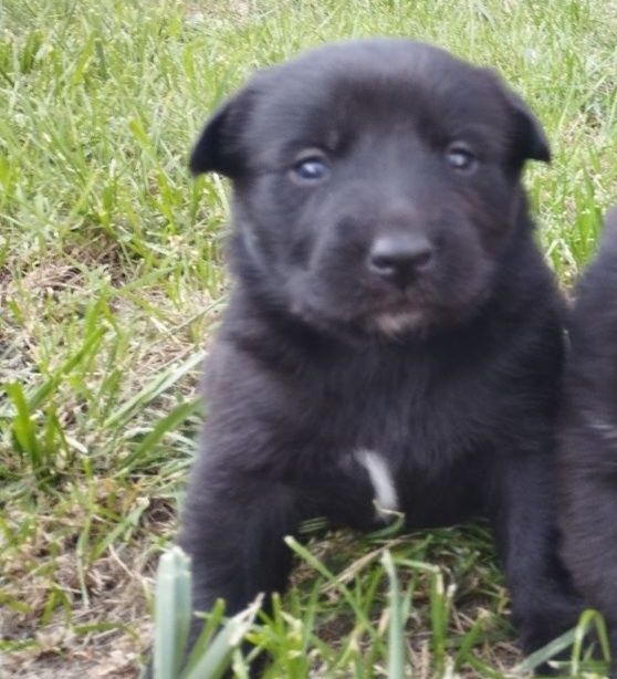 Отличные охранники и компаньены  Щенки в хорошие руки ( помесь л