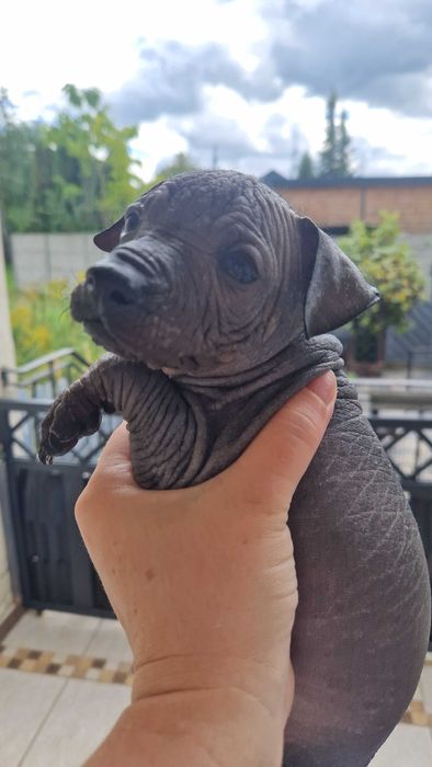 Nagi Pies Meksykański XOLO MINI piesek samczyk