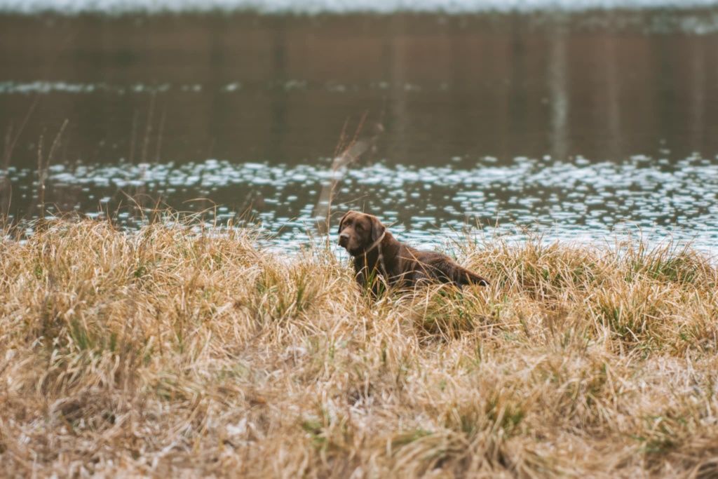 Sowia  Chatka,  domek w naturze, domek w lesie,  wzgórza dylewskie