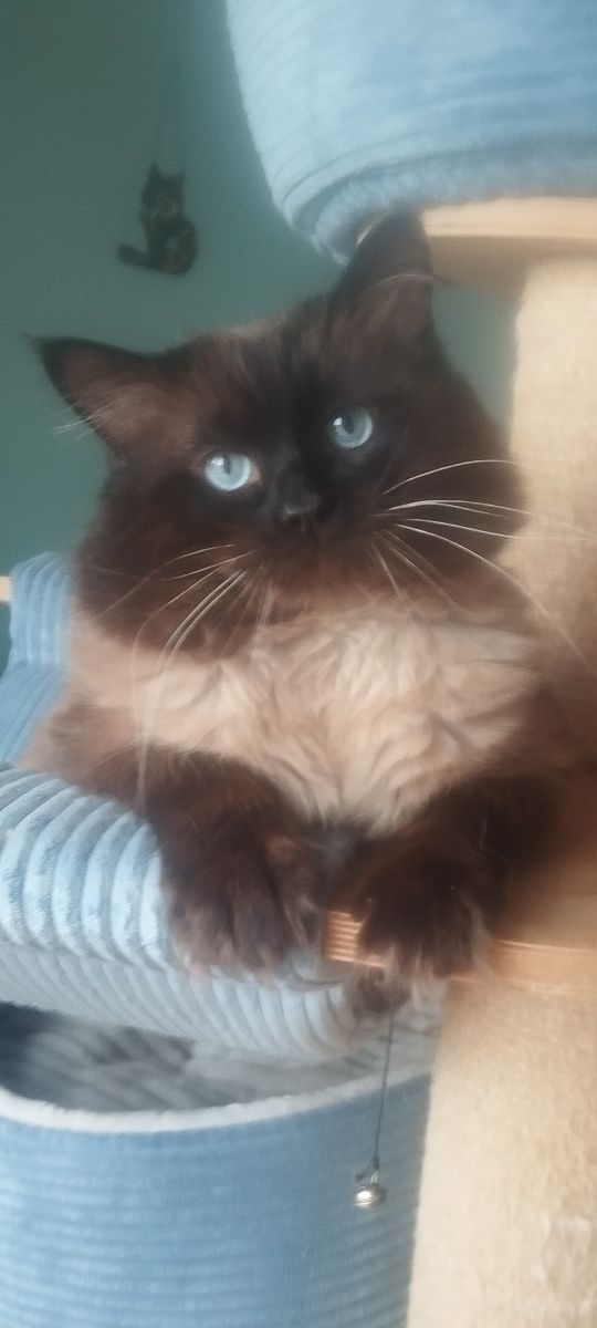 Ragdoll Kocurek Seal Point-odbior sierpień