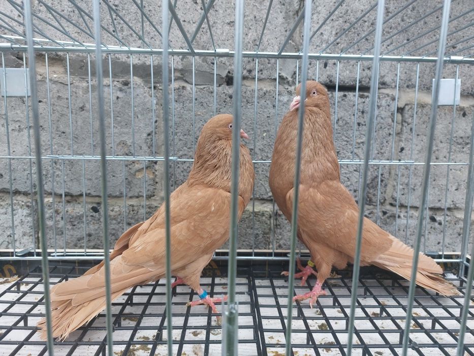 Gołębie ozdobne garłacze stawaki