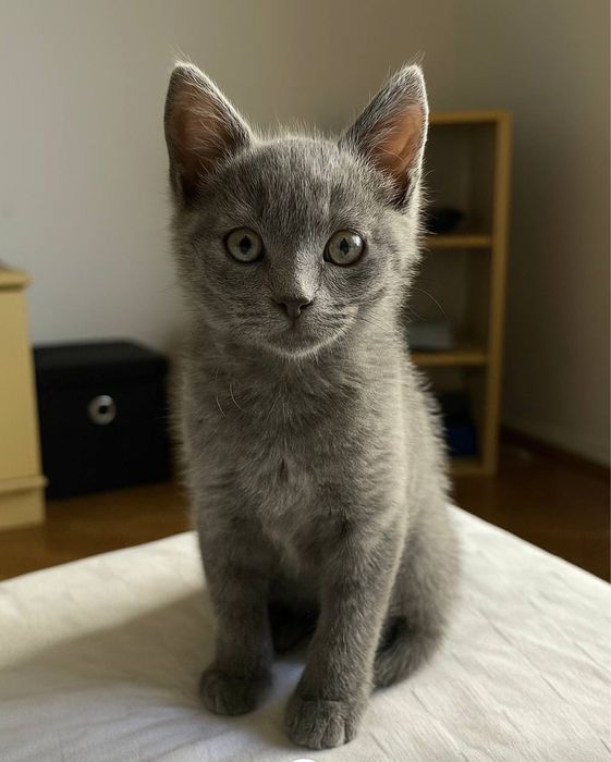 Кошеня шукає сім’ю, котеня, котик, котенок