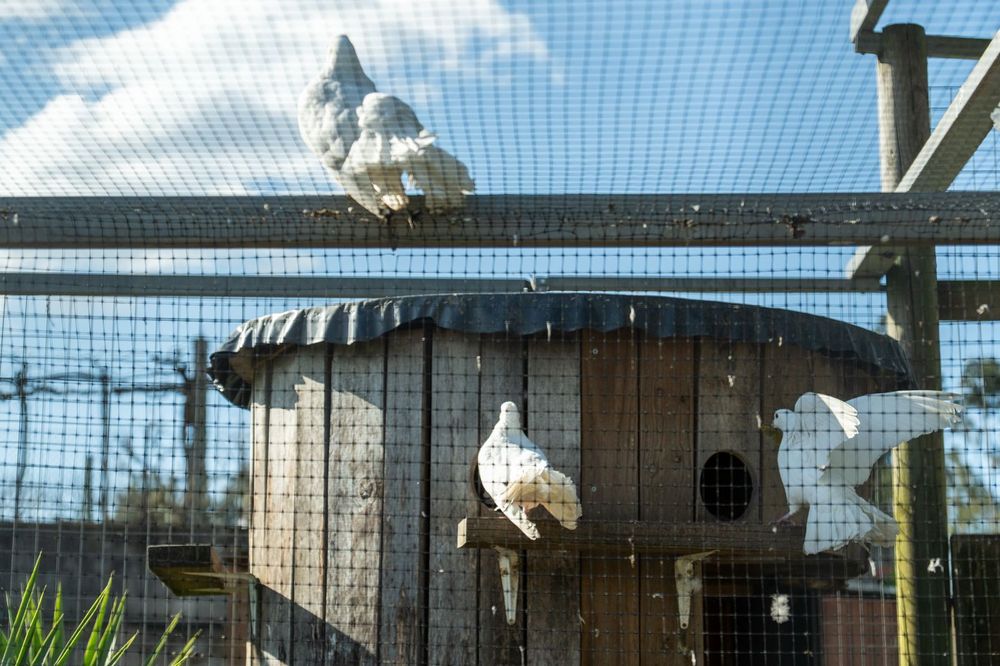 Pombas de leque brancas