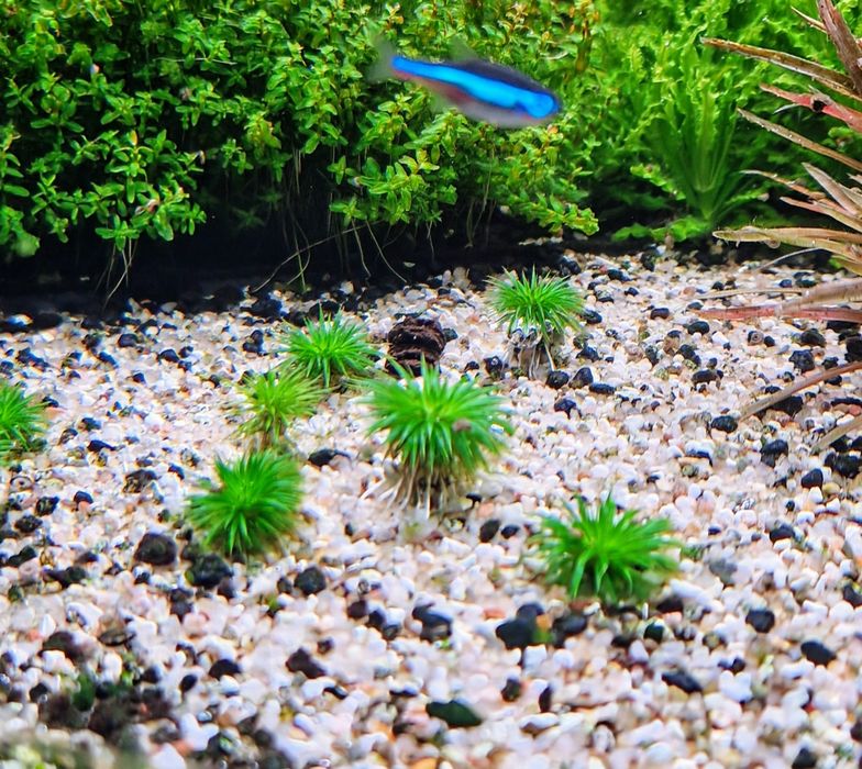 Eriocaulon Ratnagiricum sadzonka
