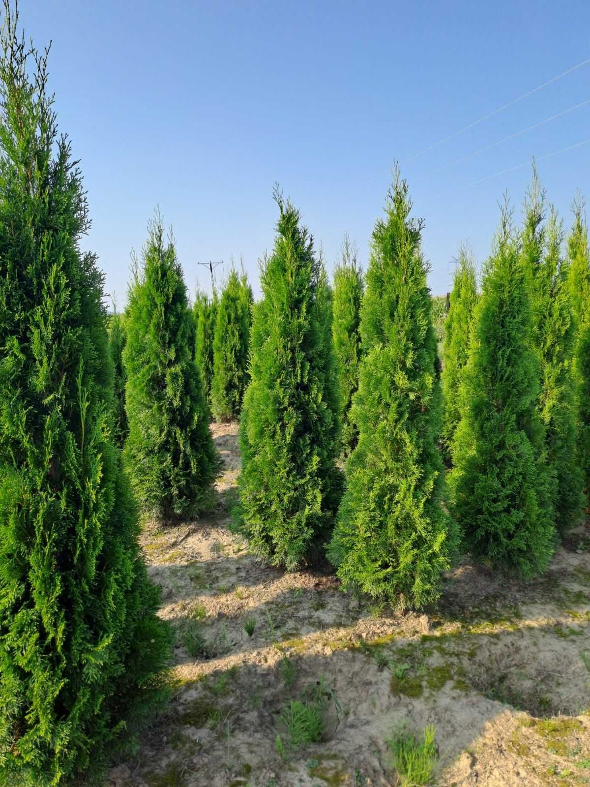 Tuja szmaragd 120-140 cm Balot Thuja smaragd Trans gratis Kutno