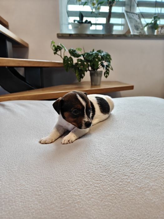 Sprzedam śliczną sunie Jack Russell Terrier tri-color