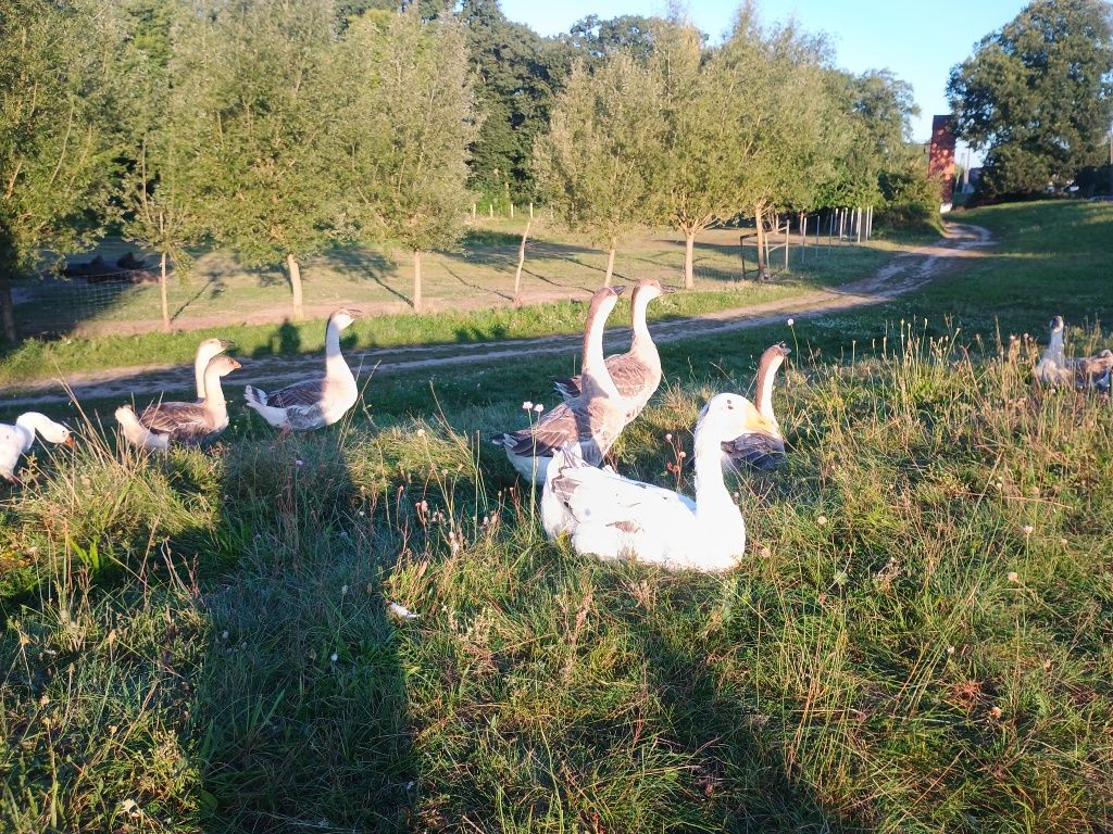 Gęsi kubańskie garbonose i mieszańce - do hodowli, na tuszki