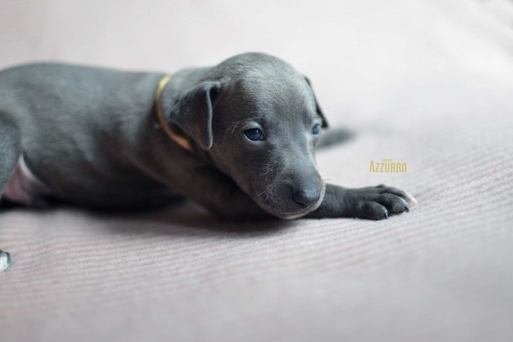 charcik włoski - elegancik z muszką