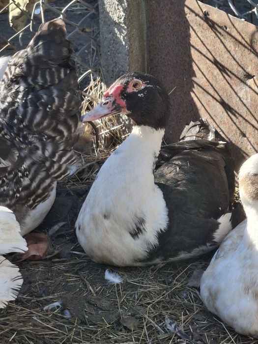 Утки, шипуны,  селезни