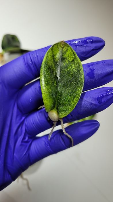 Zamioculcas  / Zamiokulkas Midori Black Emerald