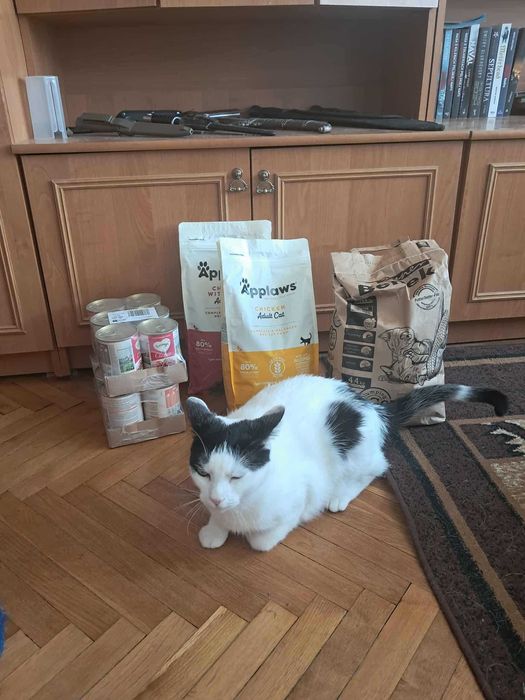 BAKUŚ - sympatyczny kot do adopcji