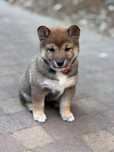 Shiba inu FCI wyjątkowa sezamowa suczka