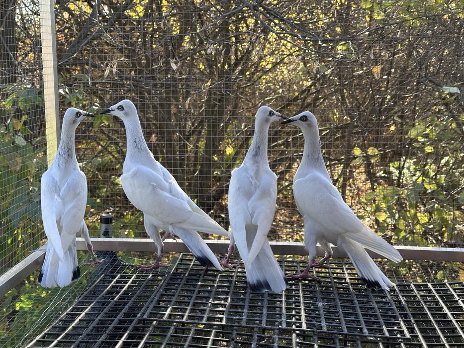 Srebrniaki wyloty 25r