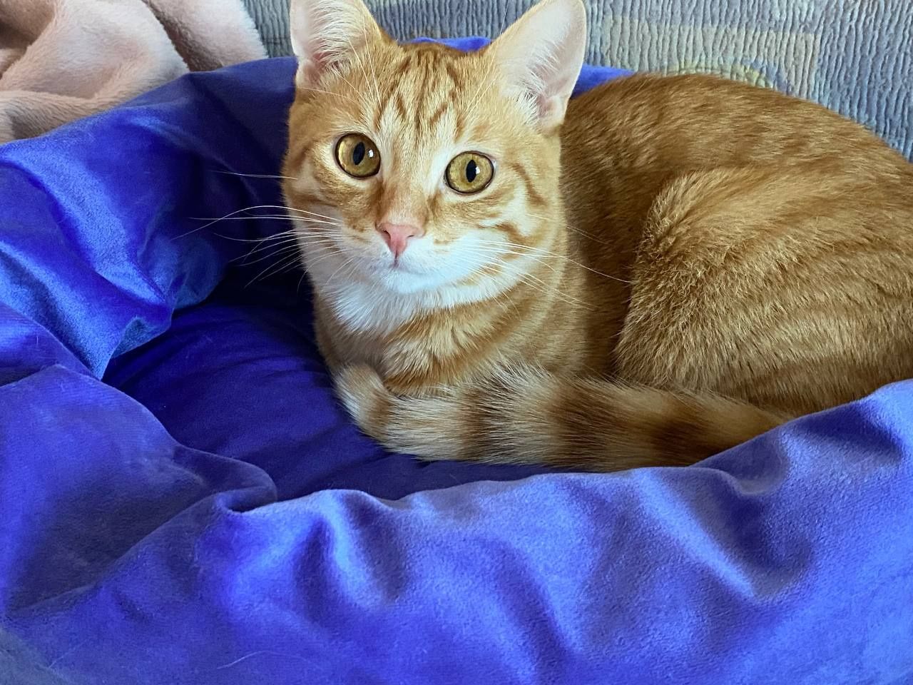 Рижий котик, рудий котик, ніжний котик, котик шукає дім