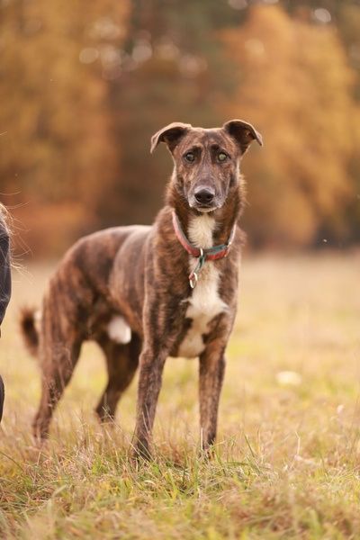 Może i nie widzi, ale kocha mocno. Do adopcji