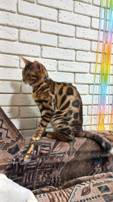 Бенгальский кот вязка