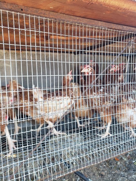 Продажа  курей несушок!!!