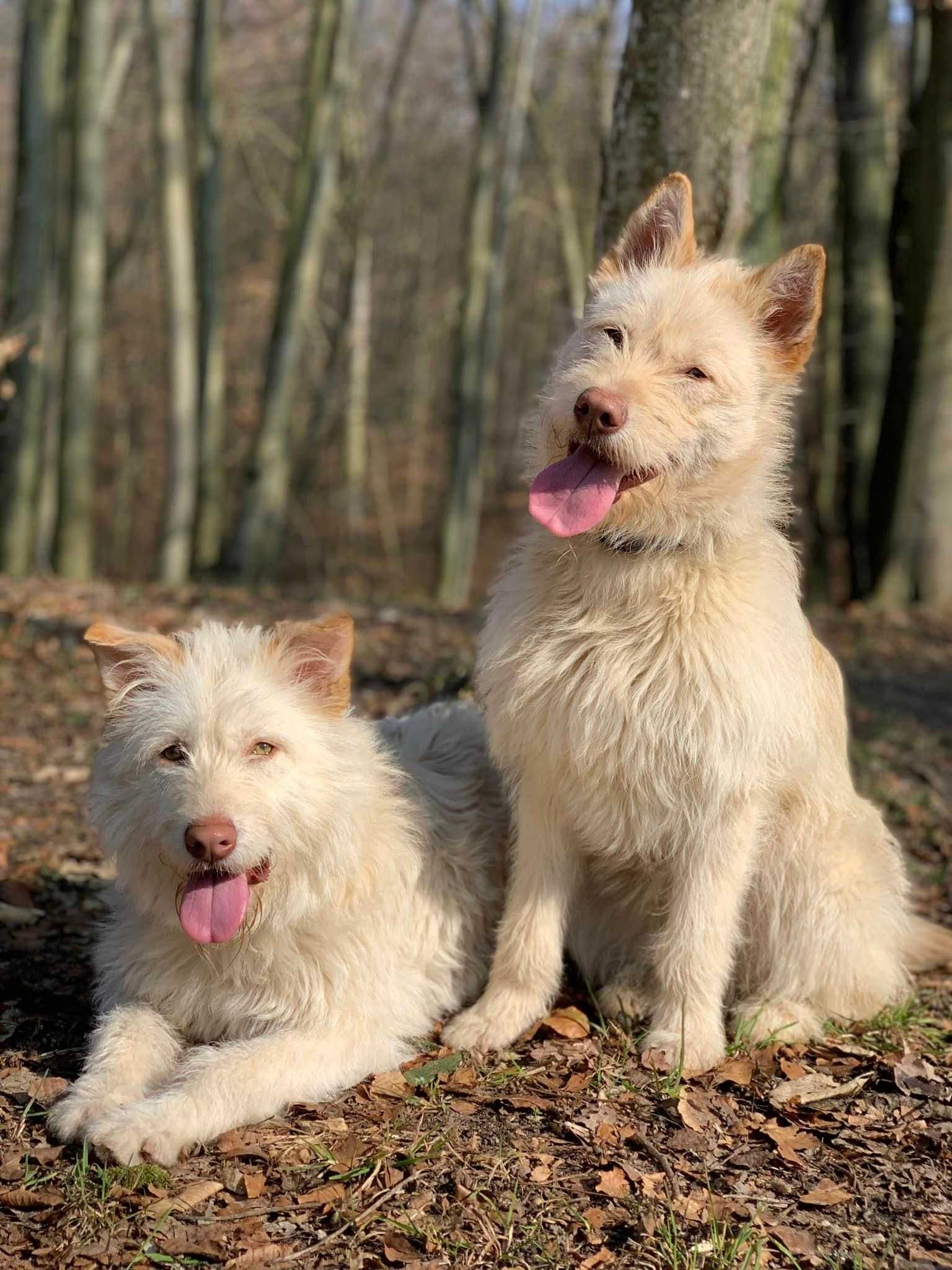 BOJKA- 12-miesięczna, 18kg, łagodna i cierpliwa. [FILMIK]