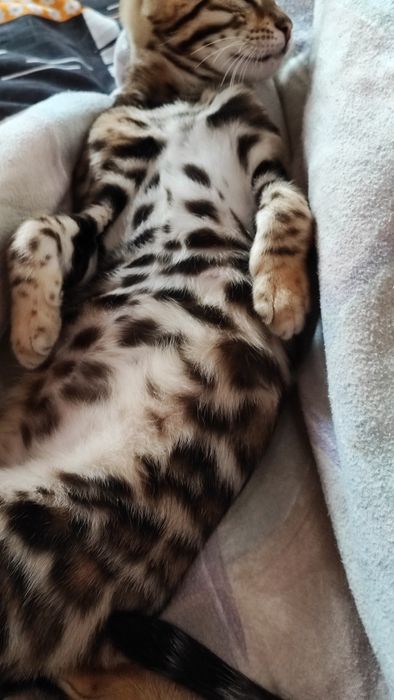 Бенгальські кошенята. Офіційний Розплідник.