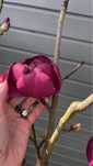 Bajeczna magnolia Genie bordowe kwiaty kompaktowa