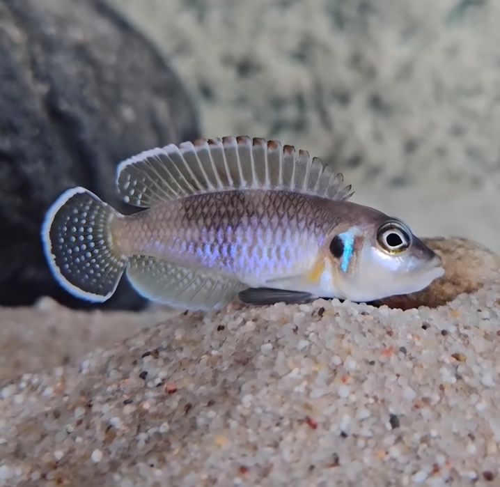 muszlowce Lamprologus ocellatus 'Namansi' tanganika