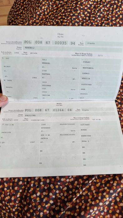 Klacz 18 letnia ze źrebakiem 5-cio miesięcznym rasy śląskiej.