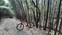 Focus Raven btt 29