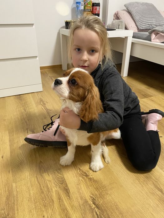 Cavalier King Charles Spaniel