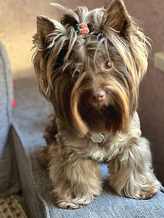 Вязка шоколадного йорка