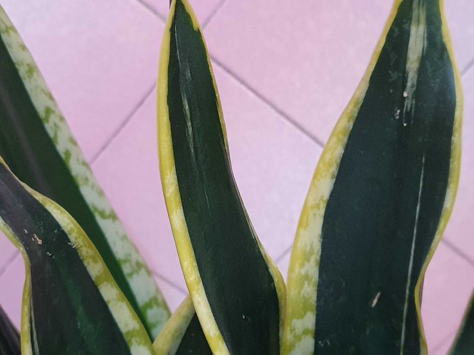 Квітуча сансевієрія з жовтим обідком. Кімнатні рослини