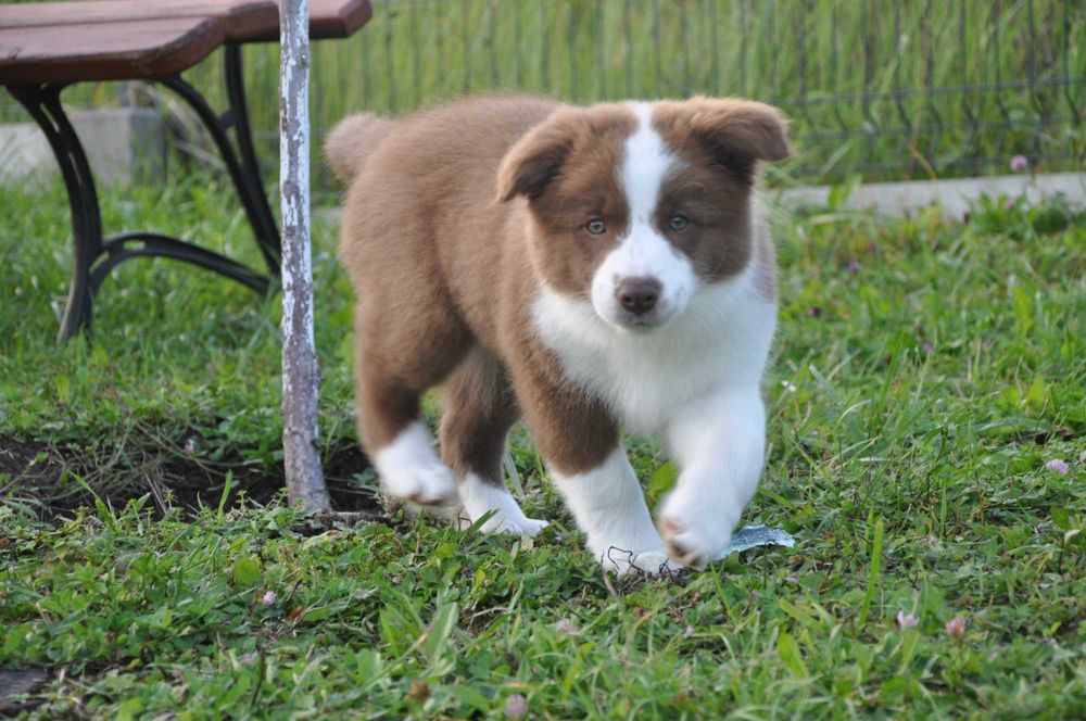 Piesek Border Collie czekolada ZKwP FCI