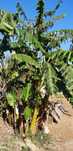 Bananeiras que produzem em Portugal Continental
