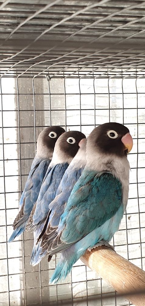 Agapórnis personatus