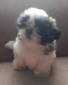 Shih-tzu szuka domu