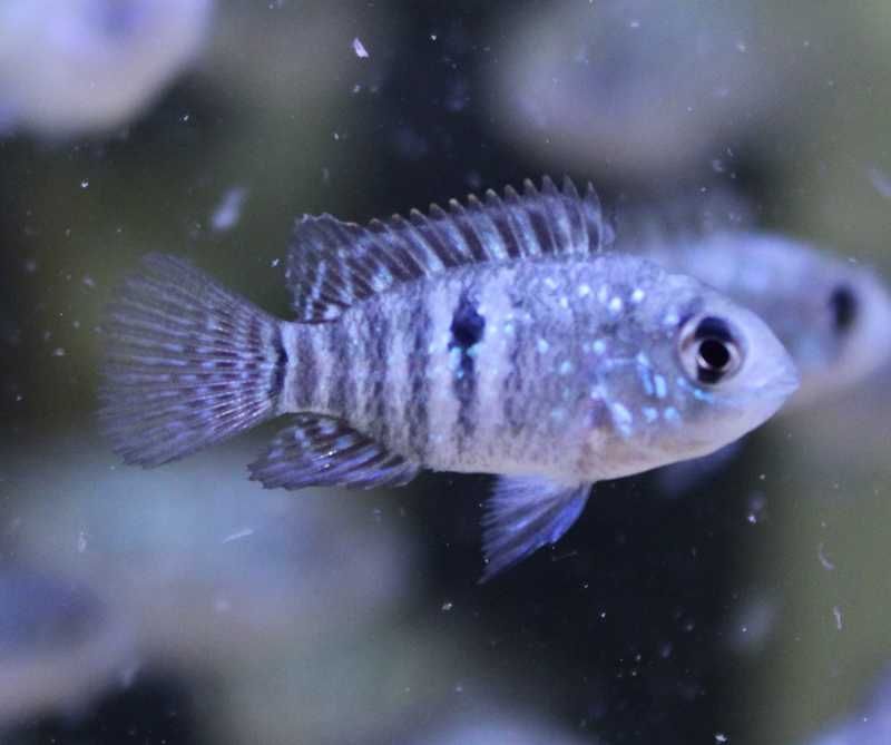 Blue Acara 4-5cm