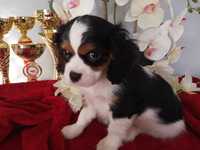 Cawalier King Charles Spaniel sunia z rodowodem