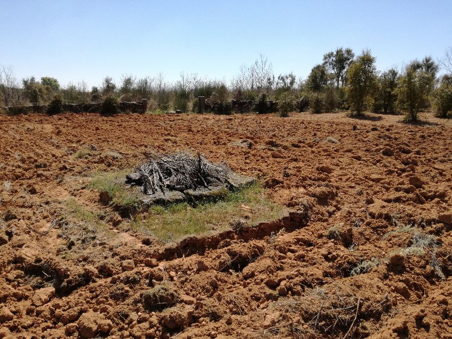 Horta e terreno com sobreiros