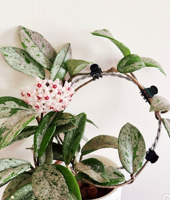 Hoya Wilbur Graves ukorzeniona rosnąca