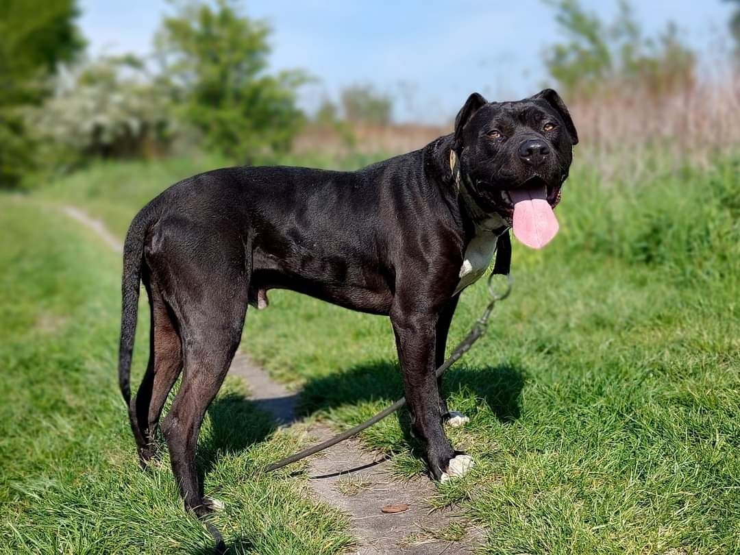 Ramen mix amstaff/pitbull