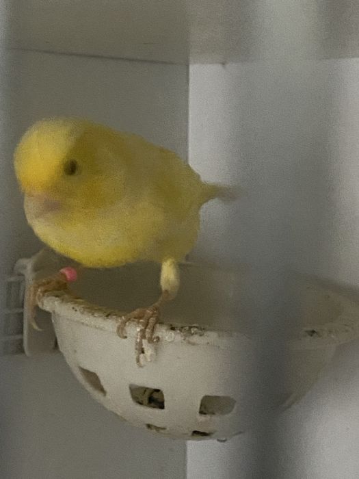 Sprzedam samice kanarka