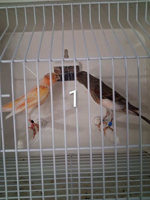 Canários Arlequim Português