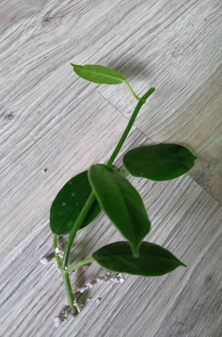 Hoya ciliata rosnąca