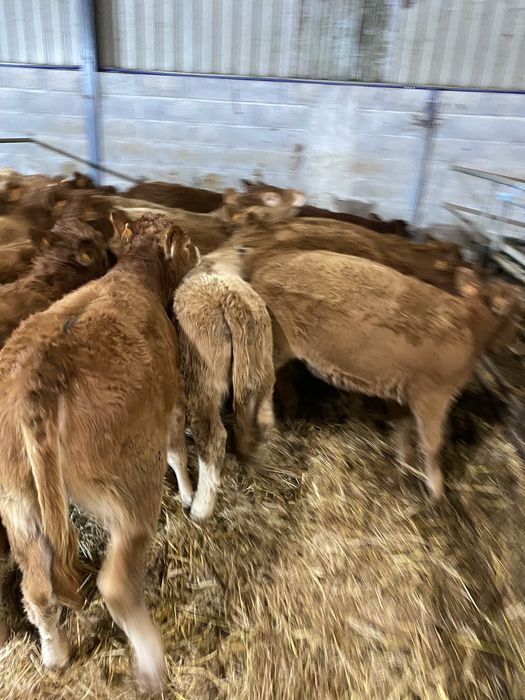 Vitelas cx de Limousines