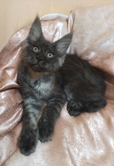 трендовый окрас мейн-куна - чёрный дым