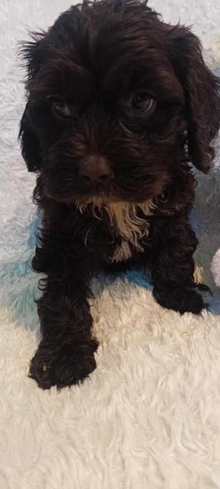 Słodkie Maltipoo w kolorze gorzkiej  czekolady.