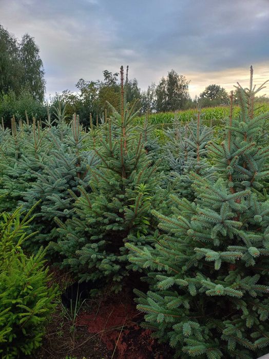 drzewka iglaste świerki choinki od 1m do ponad 2m